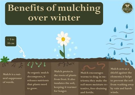 Winter Mulching Benefits And Tips Field Compost