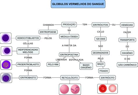 Células vermelhas do sangue Mapa Mental Fisiologia I