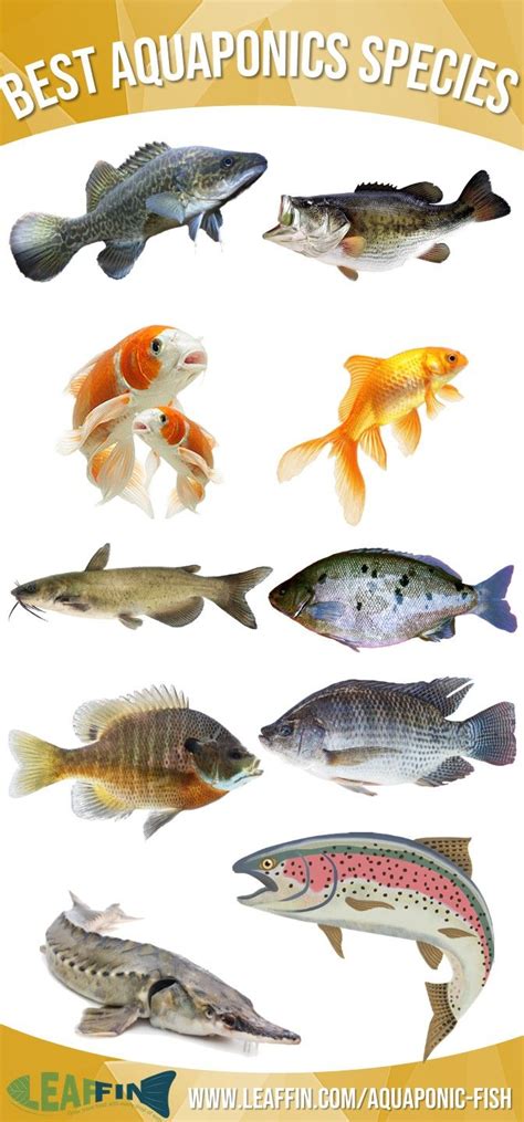 aquaponic fish top  suitable species   type  system