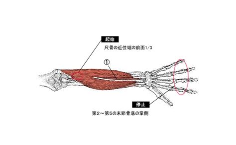 深指屈筋（しんしくっきん）の働きと筋肉の鍛え方及びストレッチについて｜筋肉名称を覚えよう！｜筋肉名称浅指屈筋屈曲掌屈指を曲げる