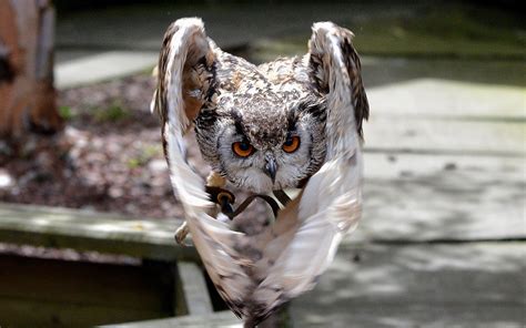 Bird Owl Wings Close-Up wallpaper | 1680x1050 | #11747