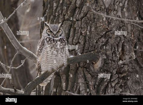 B Ho De Cuernos Grandes Bubo Virginianus Camuflado Contra La Corteza