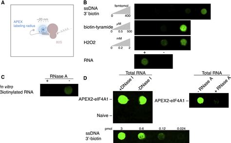 Proximity Rna Labeling By Apex Seq Reveals The Organization Of Translation Initiation Complexes