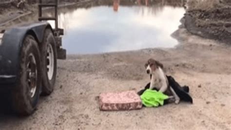 Une Chienne Sans Abri Attend Qu On Lui Vienne En Aide Elle Ne Peut