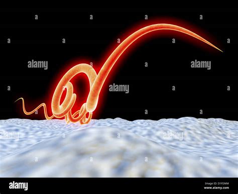 Syphilis bacteria hi-res stock photography and images - Alamy