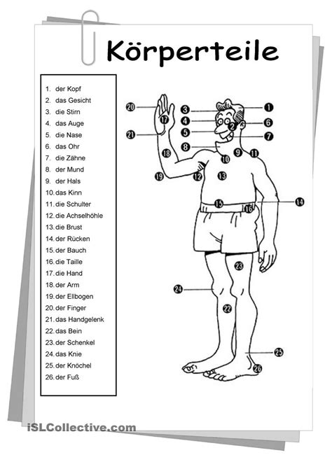 Der Menschliche Körper Arbeitsblatt Daf