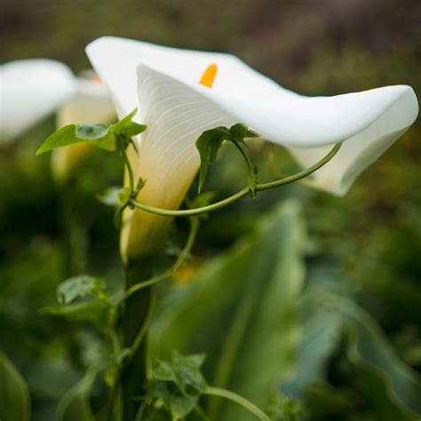 Calla Lily Valley And Garrapata Beach — Big Sur Ca — Backcountrycow