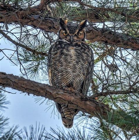 Albums 99 Pictures Pictures Of Great Horned Owls Stunning