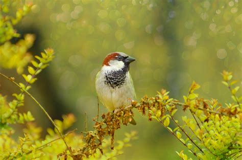 Bird Free Stock Photo - Public Domain Pictures