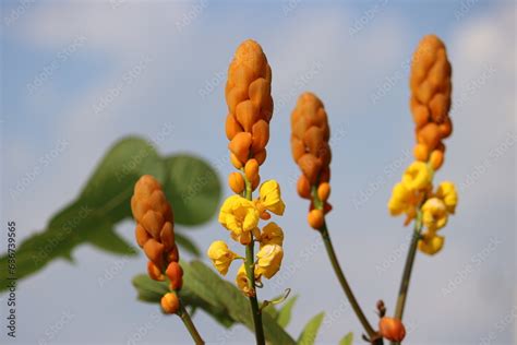 Cambodia Senna Alata Is An Important Medicinal Tree It Also Known As