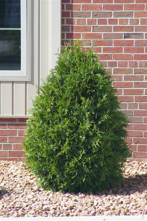 techny arborvitae - Redwood Falls Nursery