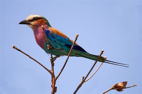 Download Zambia Lilac-breasted Roller Wallpaper | Wallpapers.com
