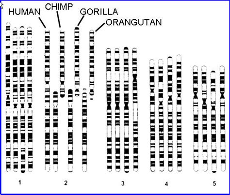 Chimp and Human DNA - NeuroLogica Blog