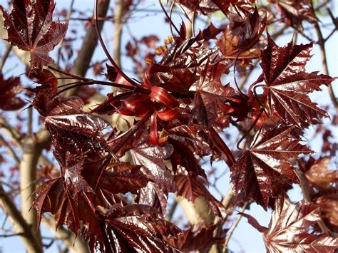 Acer Platanoides Faassen S Black Harviala Oy