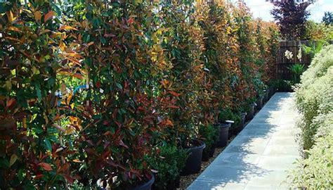 Fabulosas Plantas Trepadoras De Crecimiento R Pido