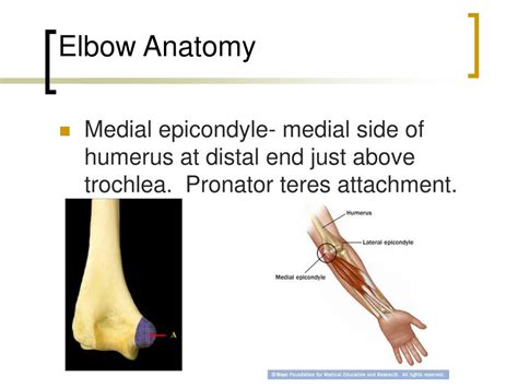 Ppt Elbow Joint Powerpoint Presentation Free Download Id645385