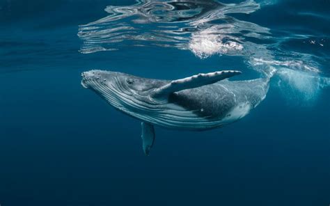 Top Ten Largest Whale Species With Pictures & Amazing Facts