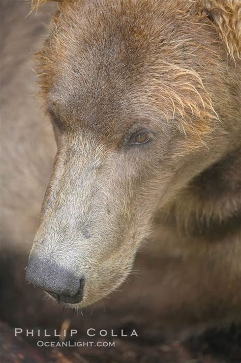 Brown Bear Muzzle Ursus Arctos Brooks River Katmai National Park Alaska