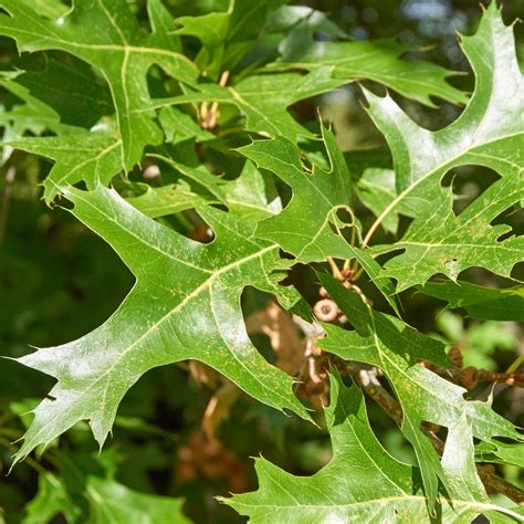 Where To Place Scarlet Oak In Feng Shui Characteristics Direction