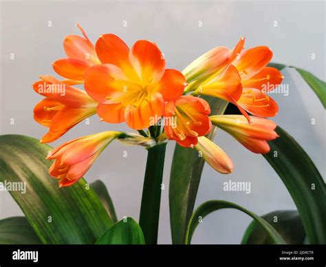 Orange Clivia Miniata Hi Res Stock Photography And Images Alamy