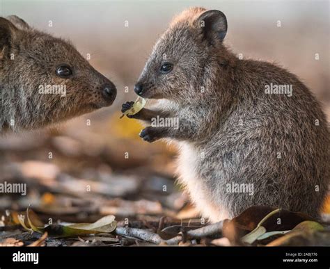 mother and baby quokka Stock Photo - Alamy