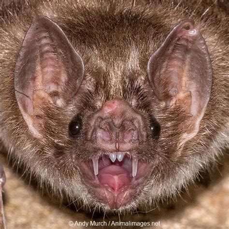 Common Vampire Bat Animal Images