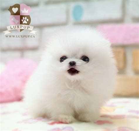 Miniature White Pomeranian