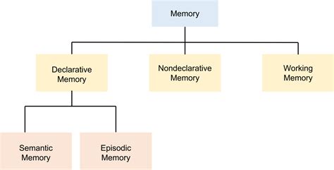 Memory Systems Introduction To Neuroscience