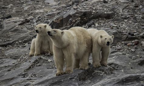 Oso polar dónde vive qué come y por qué está en peligro de extinción