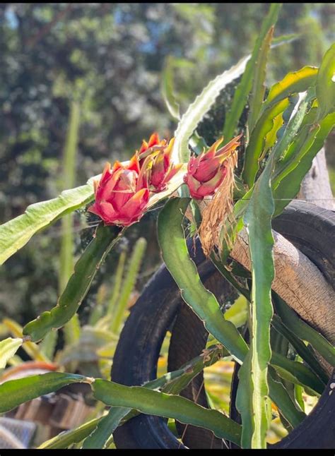 1 Red Vietnamese Dragon Fruit Plant Foraged