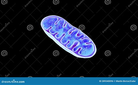 Mitochondria Animation, Cellular Organelles, Produce Energy, Cell ...