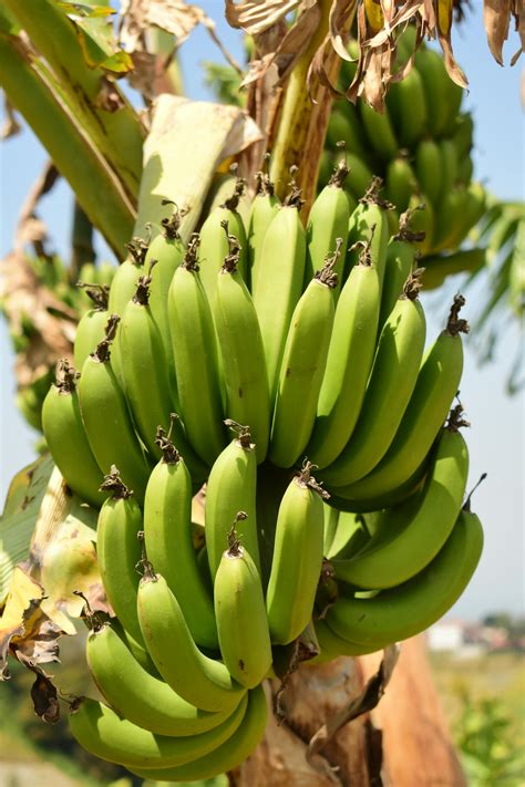 Low Angle Shot Of Banana Plant · Free Stock Photo