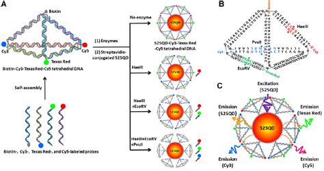 Figure 1 From Construction Of Tetrahedral Dna Quantum Dot Nanostructure With The Integration Of