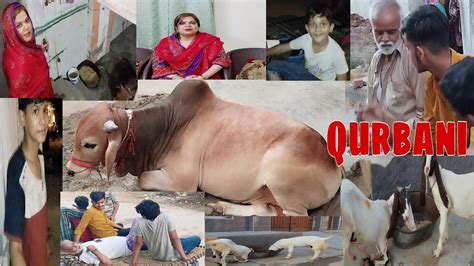 Qurbani Ka Janwar AA Gaya Masha Allah Qurbani Janwar Vlog Daily