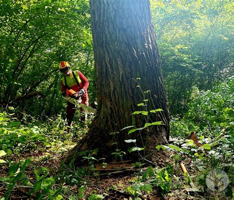 Jemioła co to jest Na czym polega cieniowanie Arborystyka