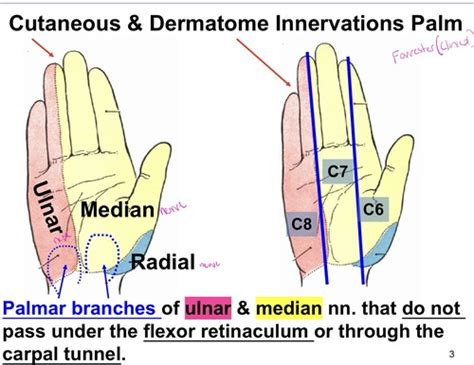 Wrist And Palm Draft Flashcards Quizlet