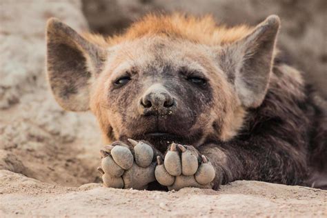 Baby Hyena South Africa 3248381 Stock Photo at Vecteezy