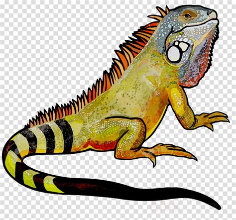 Iguana Clipart Lizard Iguana Lizard Transparent Free For Download On