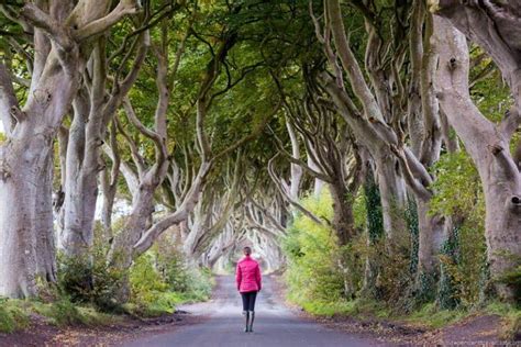 The Dark Hedges in Northern Ireland: A Complete Visitors' Guide