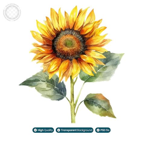 Una Pintura De Acuarela De Girasol Impresionante Archivo Psd Premium