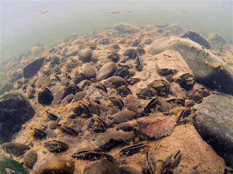 The Merit Of Mussels Xerces Society