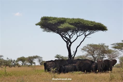 A Wild Time in the Serengeti - Safari! | ilivetotravel's travel log