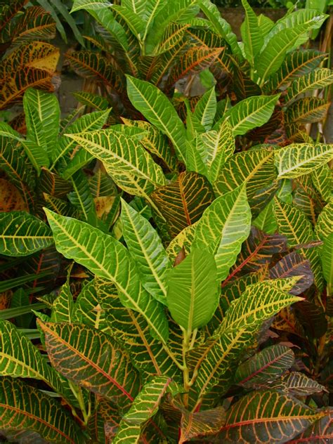 Hybrid varieties will soon create even more colorful crotons 7