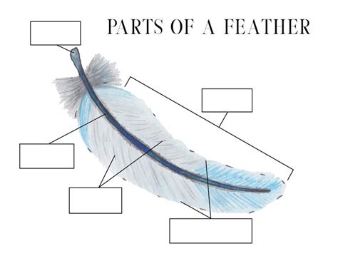 Bird & Feather Anatomy Printable, Homeschool Science Printable ...