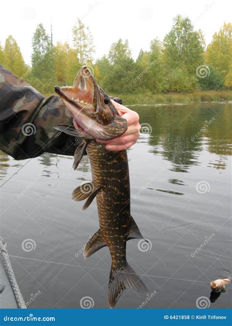 Caught pike stock photo. Image of summer, shore, fishing - 6421858