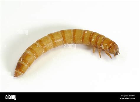 Yellow Mealworm Beetle (Tenebrio molitor). Larva (mealworm), studio ...