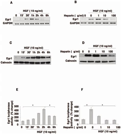 Heparin Inhibits Hgf Induced Egr Expression And The Egr Promoter