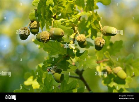 oak tree, acorns, oak trees Stock Photo - Alamy