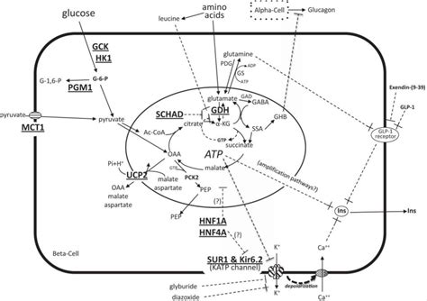 Etx Pediatric Ch16 Fig5 Endotext