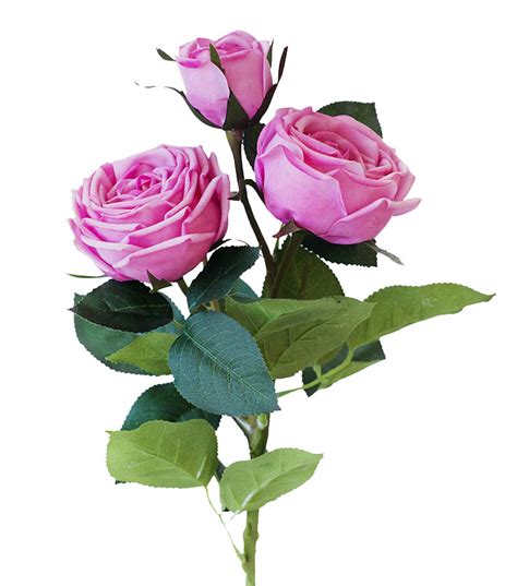 Роза пионовидная 3 бутона